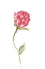 Obraz premium Red rose on white, watercolor hand painted