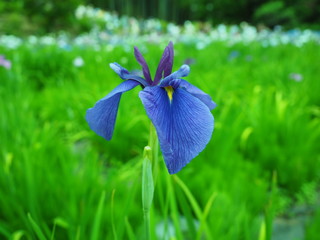 水生植物園に咲く一輪のカキツバタ