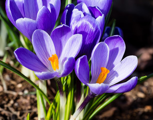 Close up shot of crocus flowers on a garden bed in full bloom