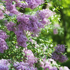beautiful lilac bushes with a soft background.