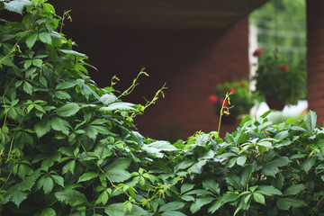 A hedge with wild grapes.