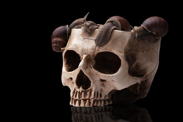 A large bowl of human skull filled with snails.