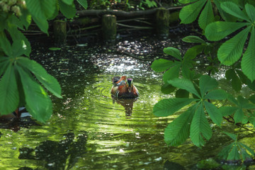 the duck floats in the river between the leaves