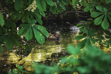 the duck floats in the river between the leaves