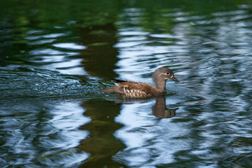 Beautiful duck swim in the river.