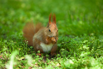 Little funny red squirrel in the park