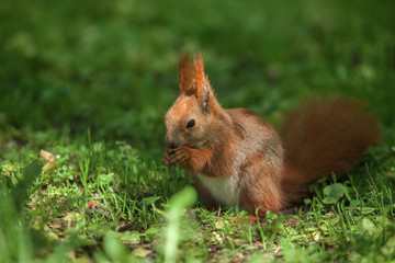 Little funny red squirrel in the park