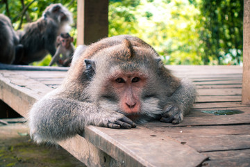 Laying monkey on Bali