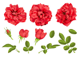 Realistic vector red rose set. 3d roses