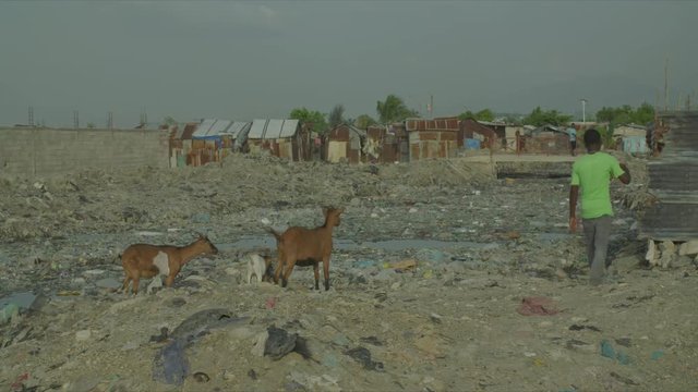 Goats Standing in Front of Garbage and Shantytown in Background, Cit&eacute; Soleil, Shantytown, Port-au-Prince