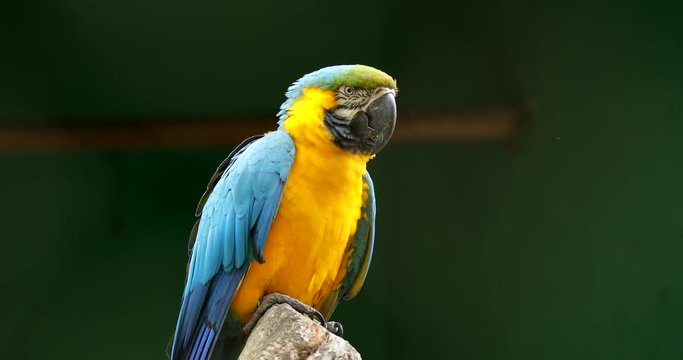 Yellow and blue parrot bird portrait
