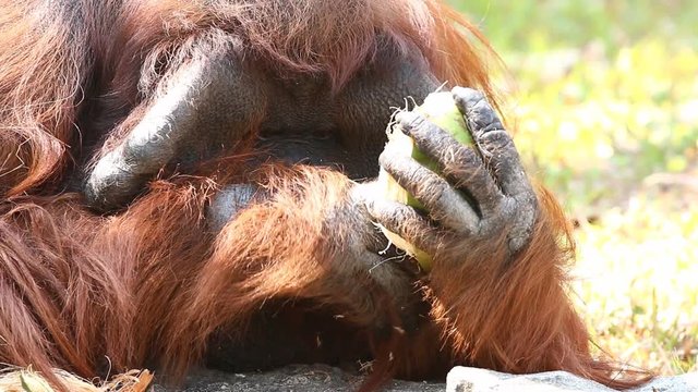Orangutan eating coconut in chiangmai Thailand