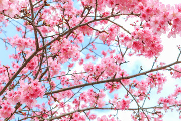 Wild Himalayan Cherry or Prunus cerasoides in science name blooming on winter season at Royal Agricultural Station Angkhang, Thailand