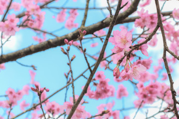 Wild Himalayan Cherry or Prunus cerasoides in science name blooming on winter season at Royal Agricultural Station Angkhang, Thailand