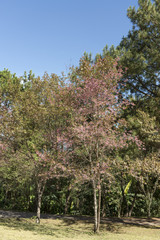 Fototapeta premium Pink flower on spring at Northern, Thailand.
