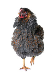blue laced wyandotte