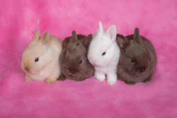 Kaninchenbabys