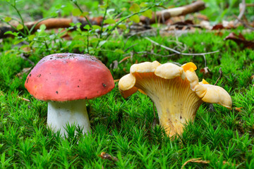 Edible and toxic mushroom sharing the habitat