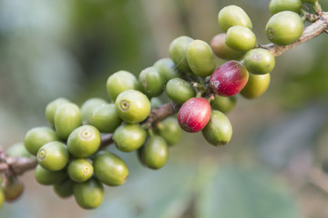Coffee beans are unripe and ripe, Northern, Thailand.