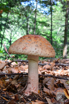 One single Amanita rubescens mushroom