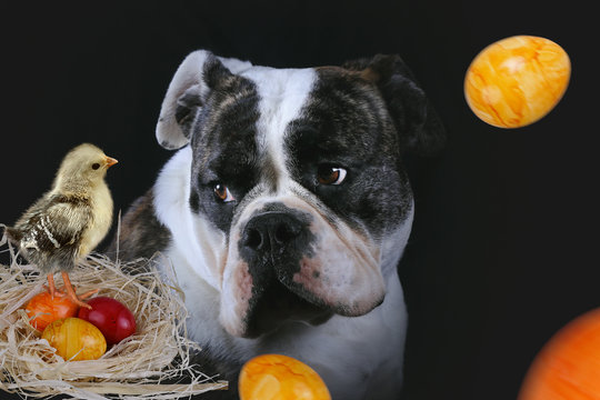 Bulldogge mit K&uuml;ken im Osternest