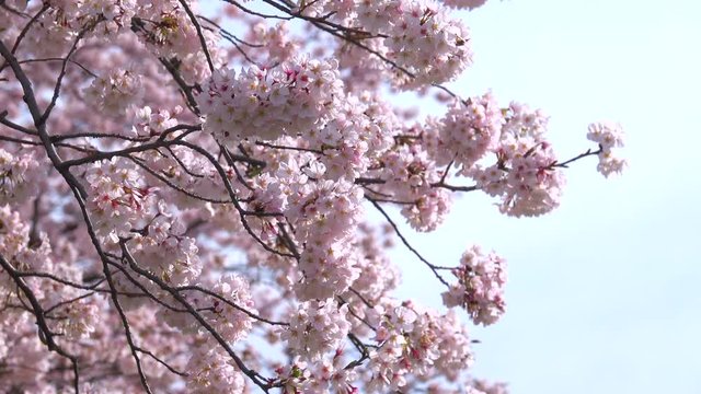 Cherry blossoms in full bloom 