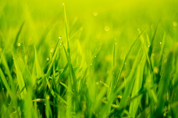 Close up Green rice field with water drop