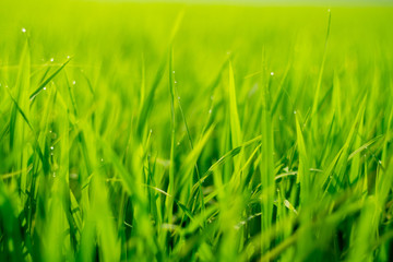 Close up Green rice field with water drop