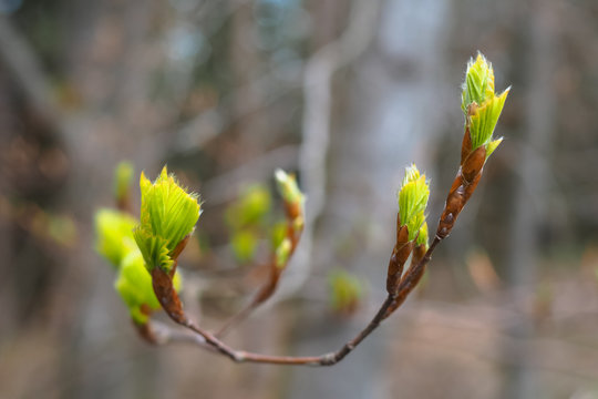 Rotbuche (Fagus sylvatica)