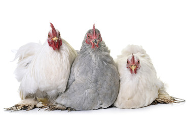 pekin chicken in studio