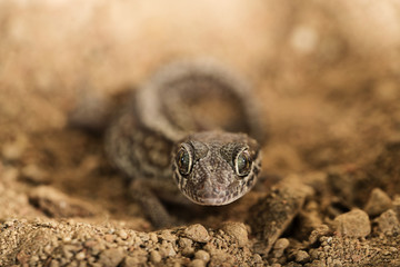 Gecko
