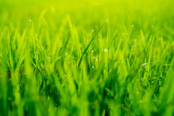 Close up Green rice field with water drop