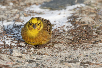 Little bird  yellowhammer on snow close up. Ukraine