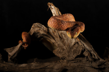 Viper