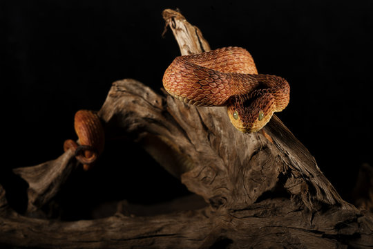 Viper