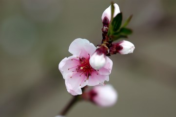 Cherry blossom in spring, light pink, close-up, detail, with dark leaves