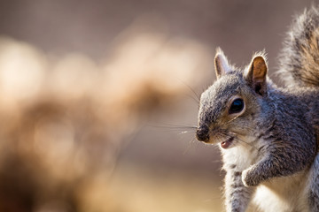 Naklejka na ściany i meble Eastern Gray Squirrel (Sciurus carolinensis) is playful and cute in beautiful afternoon light