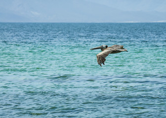Fototapeta na wymiar Pelican flying over TECOLOTE BEACH, in La Paz Baja California Sur, Sea of Cortes. MEXICO