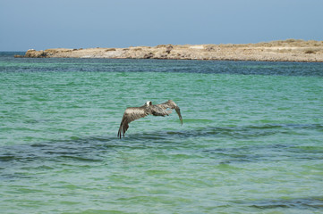 Pelican flying over tecolote beach, la paz bcs sea of cortes. MEXICO