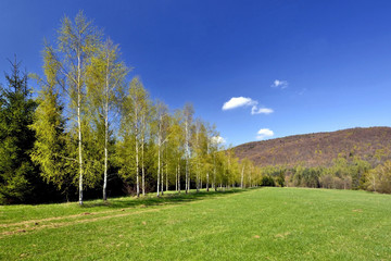 Birch trees with young leaves in spring