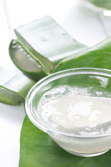 Fresh aloe vera leaves with aloe vera juice in glass bowl 
