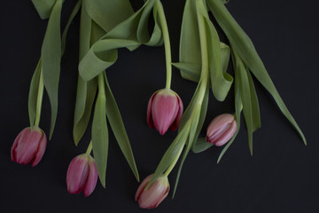 Obraz premium Pink tulips on black background
