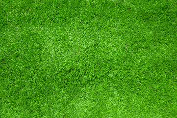 Green grass texture