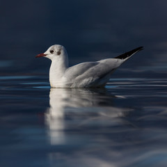 swimming black-headed gull (larus ridibundus), deep blue water, sunshine