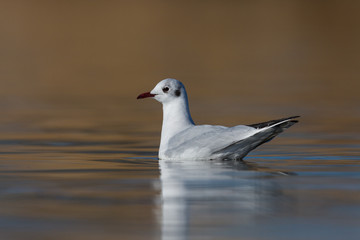 portrait black-headed gull (larus ridibundus) swimming, sunlight