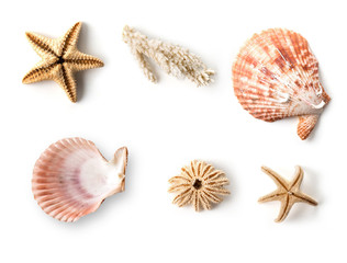 Sea set of seashells and starfish