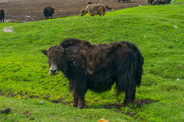 Fototapeta premium Mountain yak on the green meadow in the mountains of Kyrgyzstan