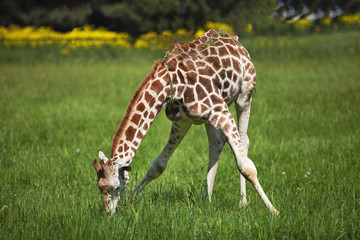Naklejka na ściany i meble A young giraffe eats luscious green grass