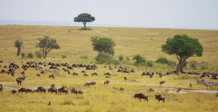 Gnus in the savanna