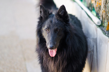 Fotografía de un pastor belga en el jardín de casa.